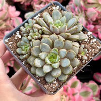 Rare Succulents - Graptoveria Ametum Cluster
