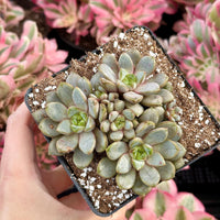 Rare Succulents - Graptoveria Ametum Cluster