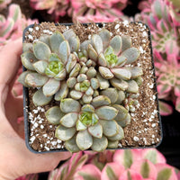 Rare Succulents - Graptoveria Ametum Cluster