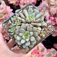 Rare Succulents - Graptoveria Ametum Cluster