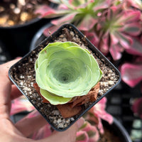 Rare Succulents - Greenovia Wine Cup (2”)
