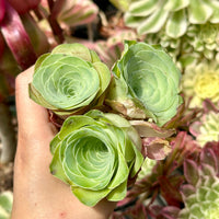 Rare Succulents - Greenovia Wine Cup (2”)