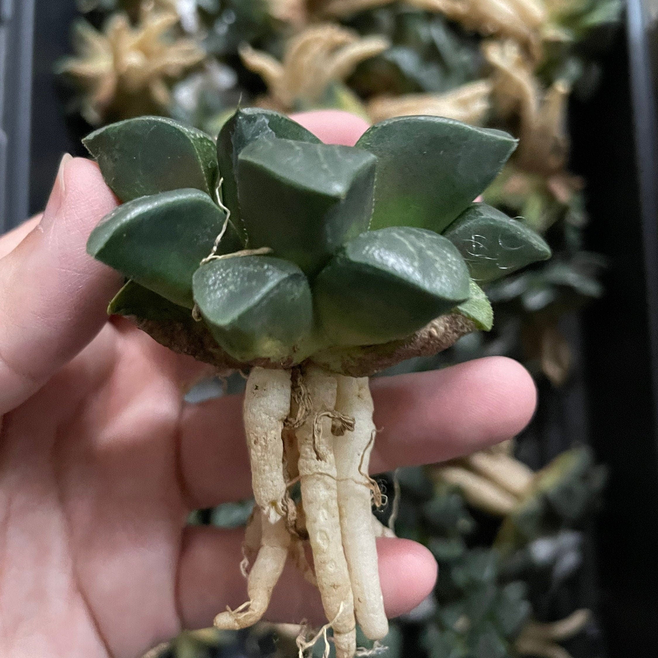 Rare Succulents - Haworthia Comptoniana x Correcta cv. Tsukikage