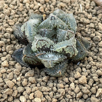 Rare Succulents - Haworthia Cooperi cv. Magic Thorn (2"-2.5")