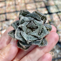 Rare Succulents - Haworthia Cooperi cv. Magic Thorn (2"-2.5")