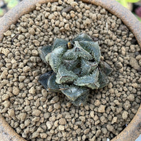 Rare Succulents - Haworthia Cooperi cv. Magic Thorn (2"-2.5")