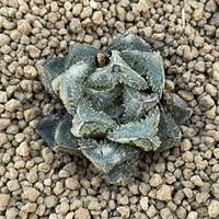 Rare Succulents - Haworthia Cooperi cv. Magic Thorn (2"-2.5")