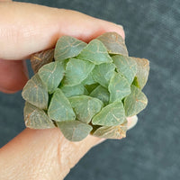 Rare Succulents - Haworthia Cooperi mini/1pc