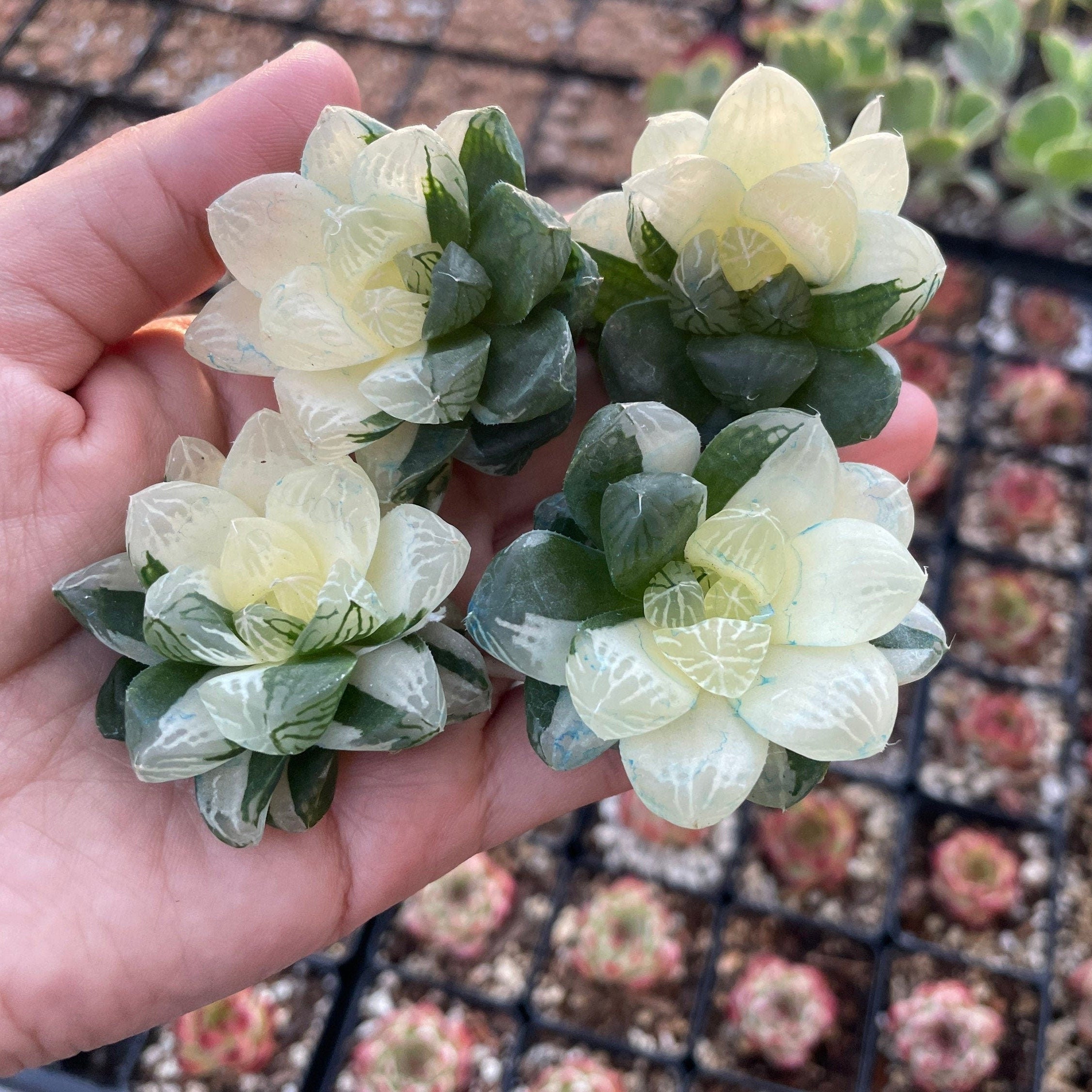 haworthia cooperi succulent plant Rare Haworthia Cooperi Variegated