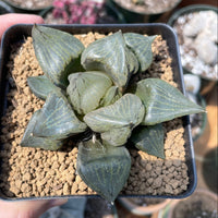 Rare Succulents - Haworthia Emelyae var. Comptoniana 'Urahannya' (2.5-3”)