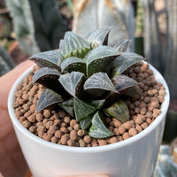 Rare Succulents - Haworthia Emelyae var. Major