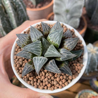 Rare Succulents - Haworthia Emelyae var. Major