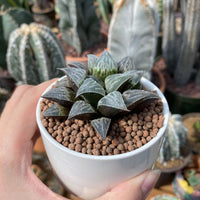 Rare Succulents - Haworthia Emelyae var. Major