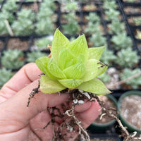 Rare Succulents - Haworthia golden obtusa mini/1pc