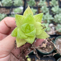 Rare Succulents - Haworthia golden obtusa mini/1pc
