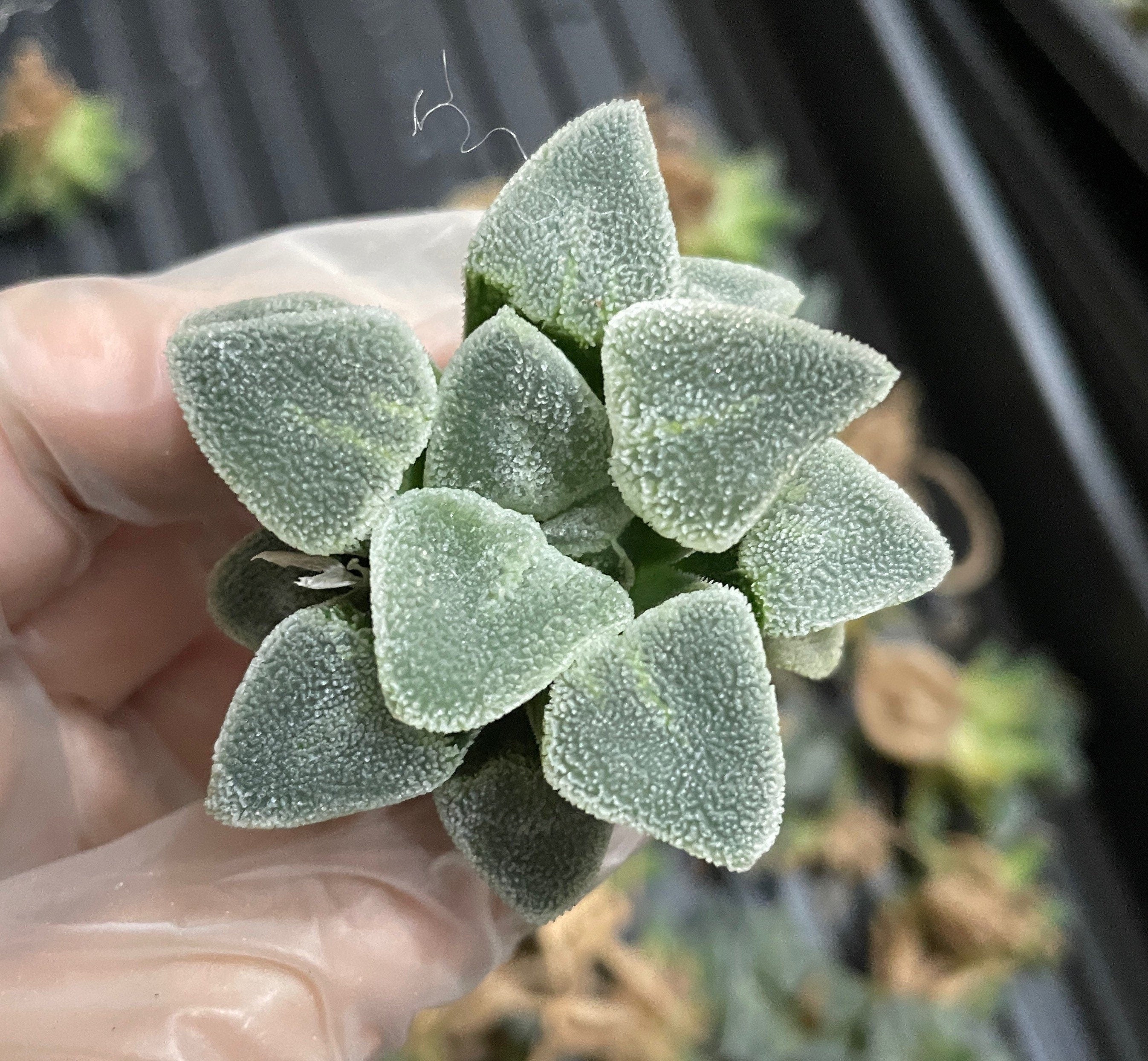 white diamond succulent Rare Succulents