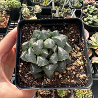 Rare Succulents - Haworthia Kyodai Akasen Lens (3.5" Pot)