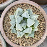 Rare Succulents - Haworthia Love (3")