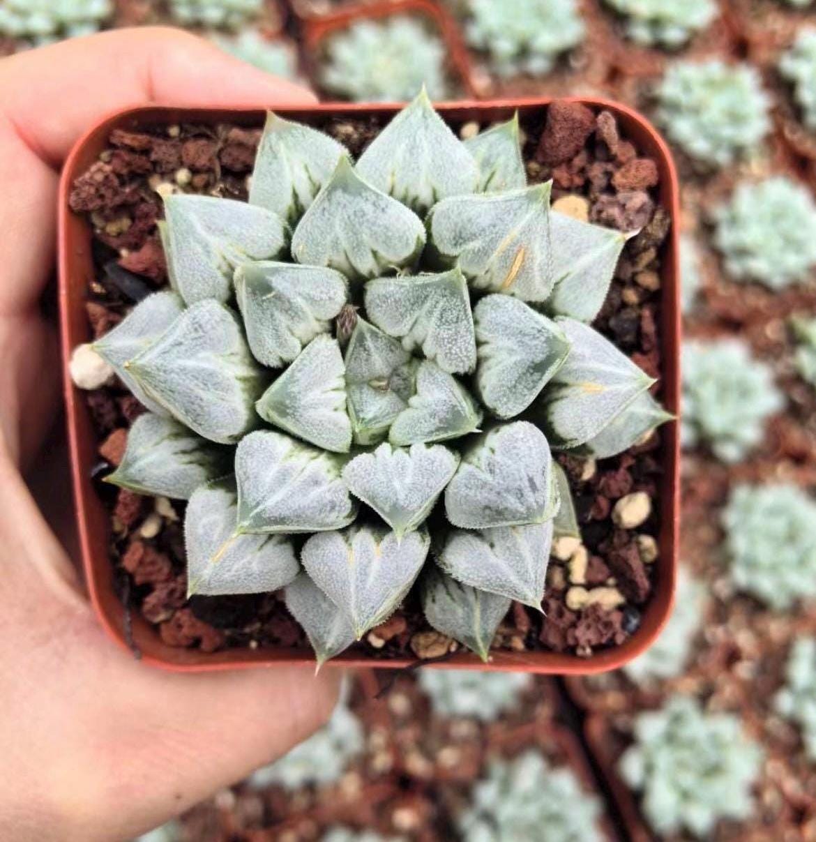 love succulents Rare Succulents