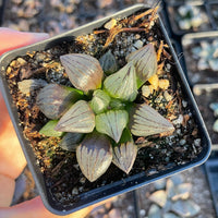 Rare Succulents - Haworthia Magnifica var. Atrofusca 'watermelon'