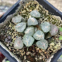 Rare Succulents - Haworthia Maughanii Halda