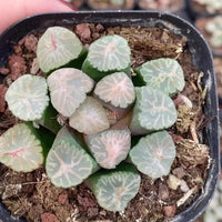 Rare Succulents - Haworthia Maughanii Halda