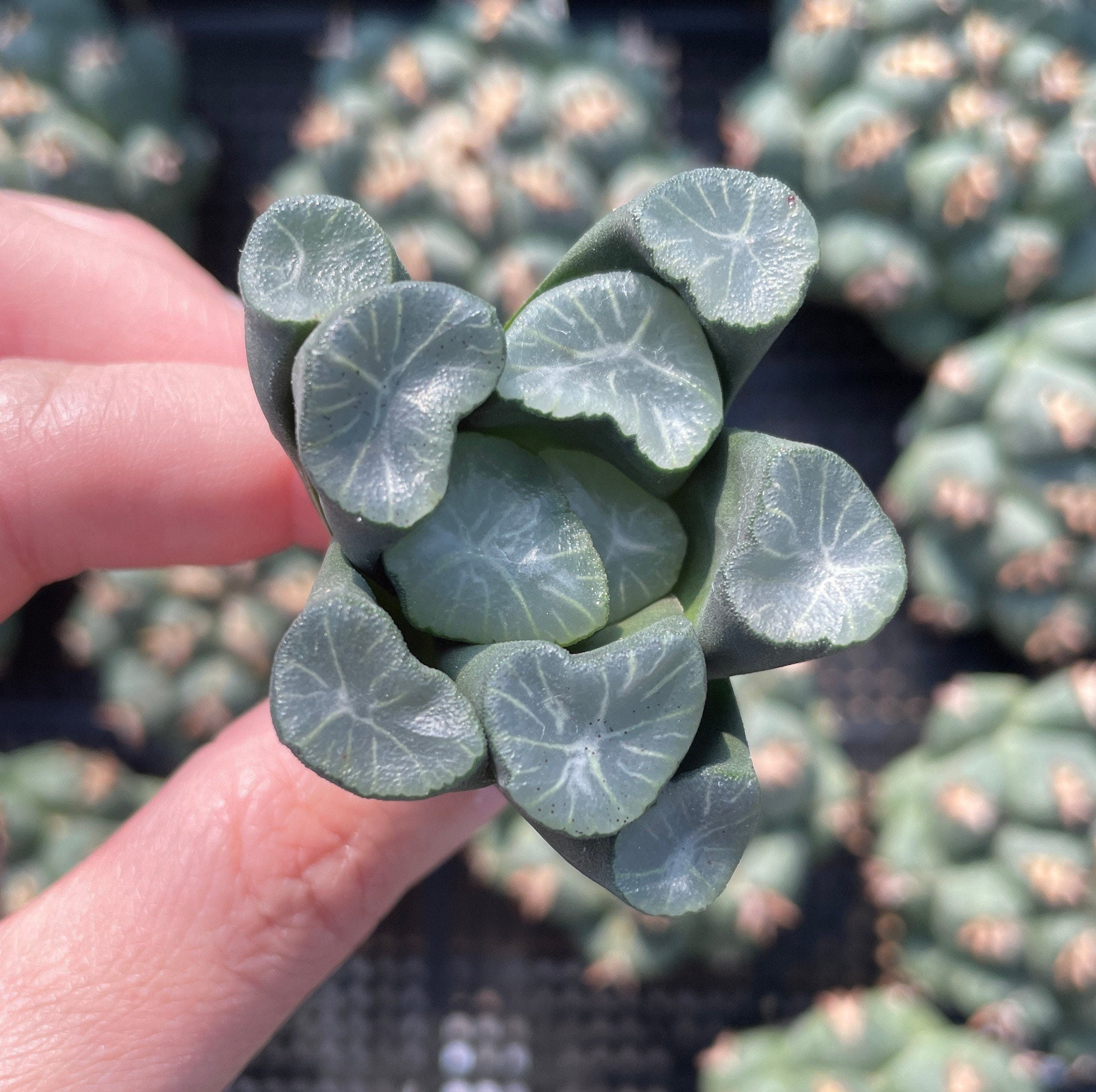 Rare Succulents - Haworthia Maughanii Jade Dragon– 1am Succulents