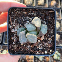 Rare Succulents - Haworthia Maughanni magic mirror