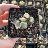 Rare Succulents - Haworthia Maughanni magic mirror