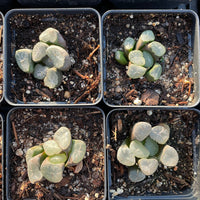 Rare Succulents - Haworthia Maughanni magic mirror