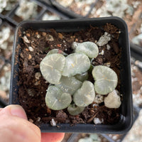 Rare Succulents - Haworthia Maughanni magic mirror