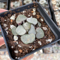 Rare Succulents - Haworthia Maughanni magic mirror