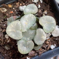Rare Succulents - Haworthia Maughanni magic mirror