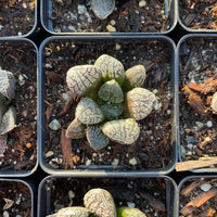Rare Succulents - Haworthia Mordor (2.5")