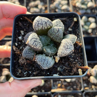 Rare Succulents - Haworthia Mordor (2.5")