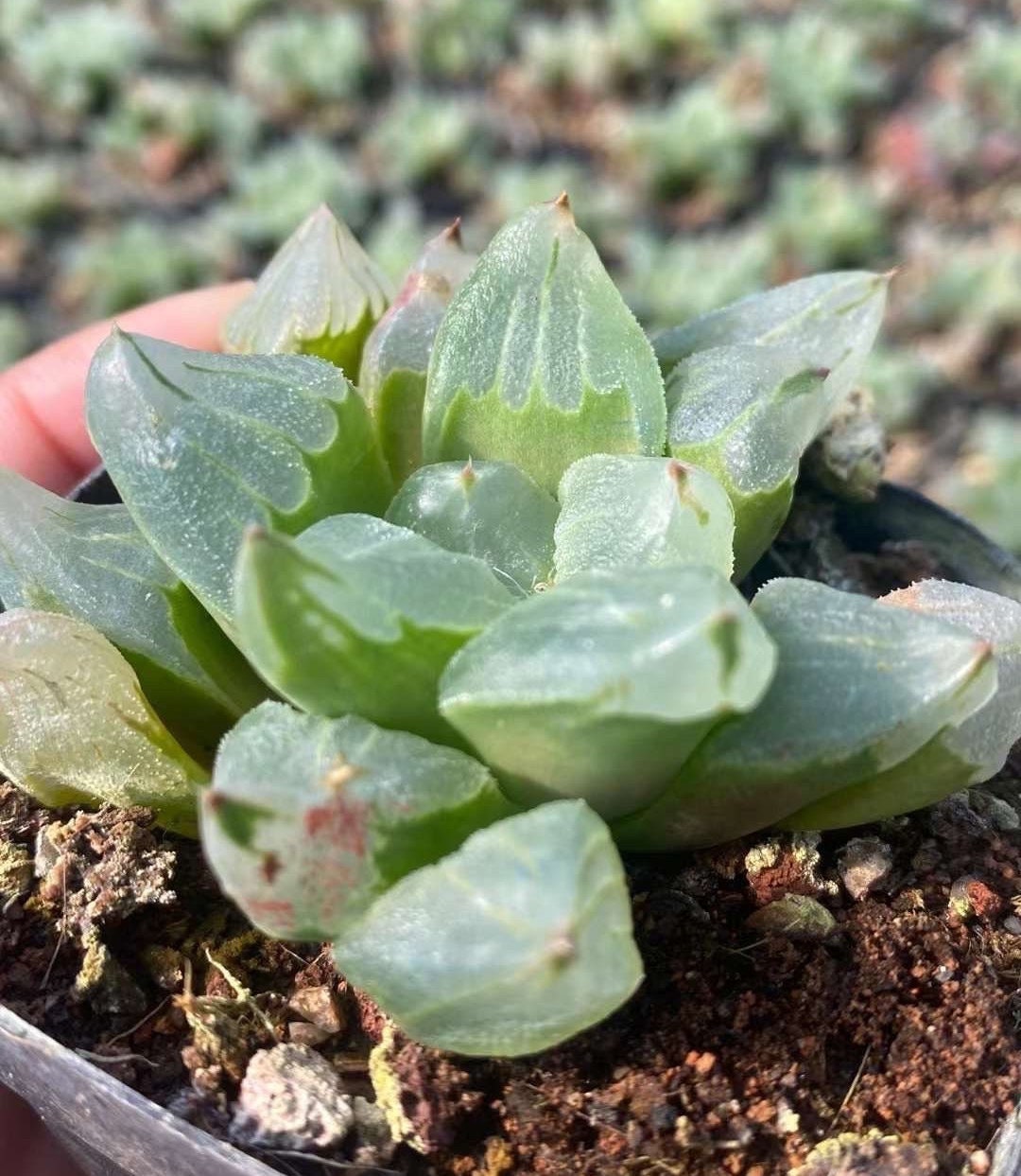 plant pots indoor plastic Clear Plastic Pot 12cm / Single main image 0
