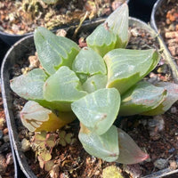Rare Succulents - Haworthia Pygmaea “Ice City” (3”)