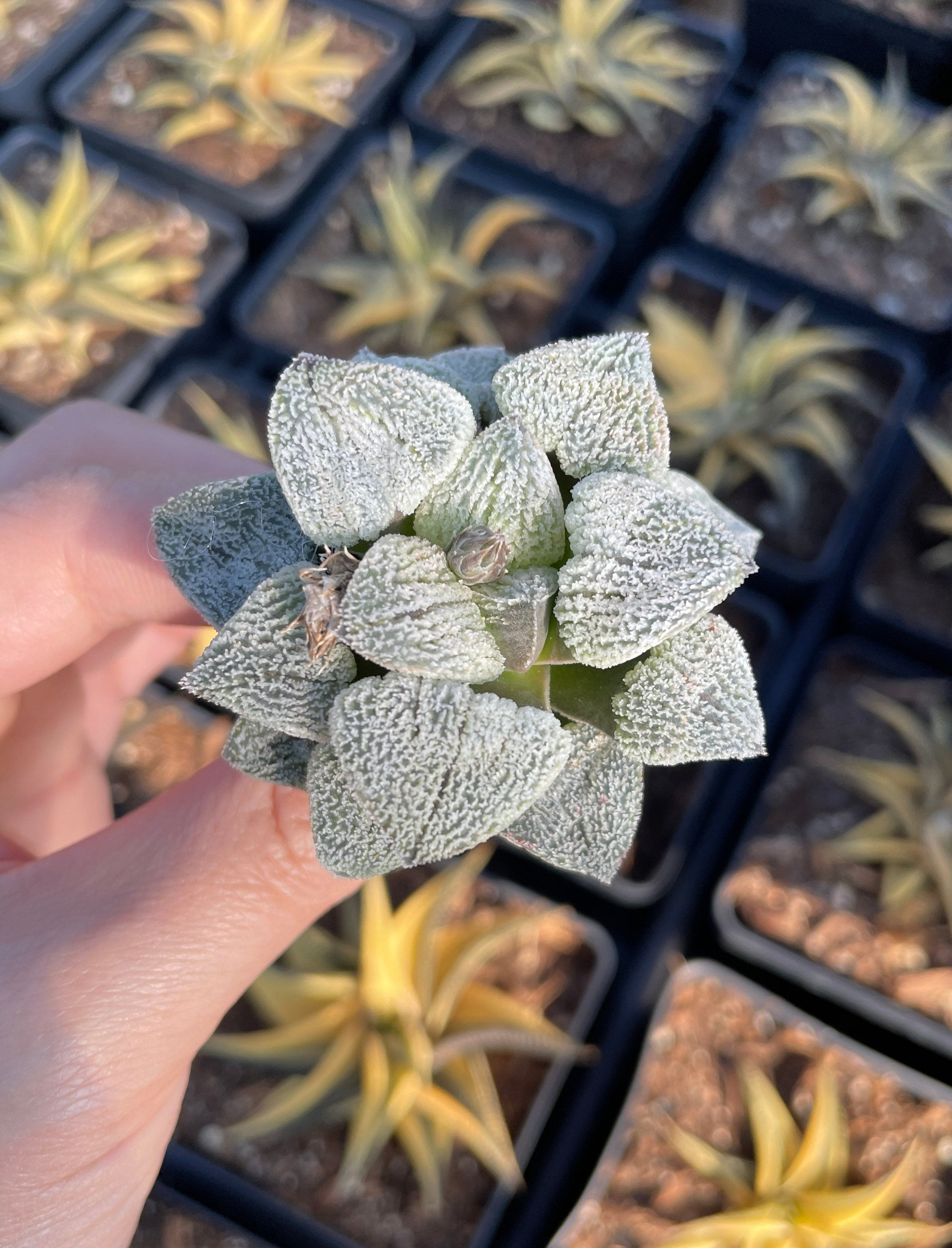 Rare Succulents - Haworthia Pygmaea var. Pygmaea (1.5