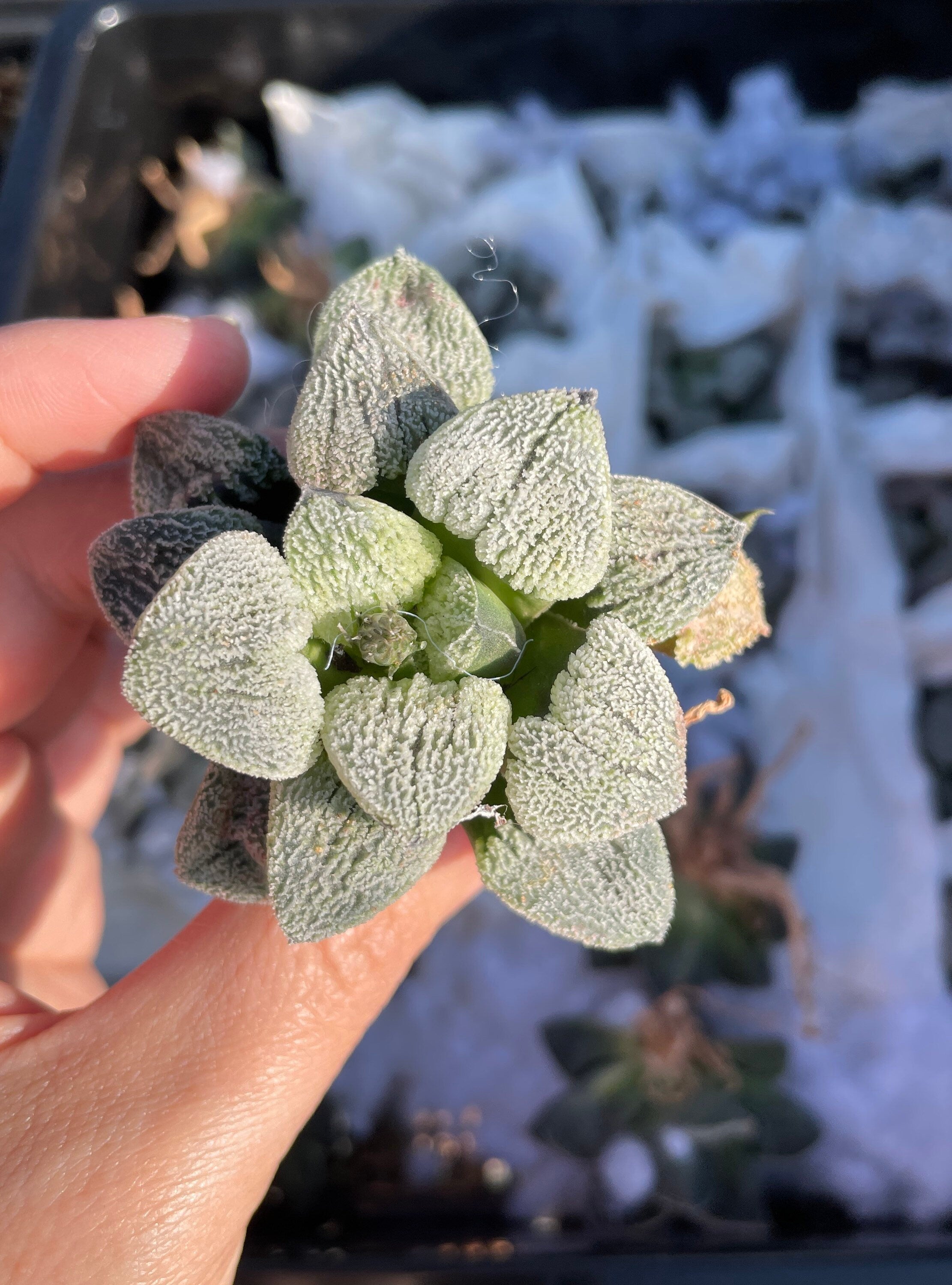 Rare Succulents - Haworthia Pygmaea var. Pygmaea (1.5
