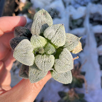 Rare Succulents - Haworthia Pygmaea var. Pygmaea (1.5"-2")