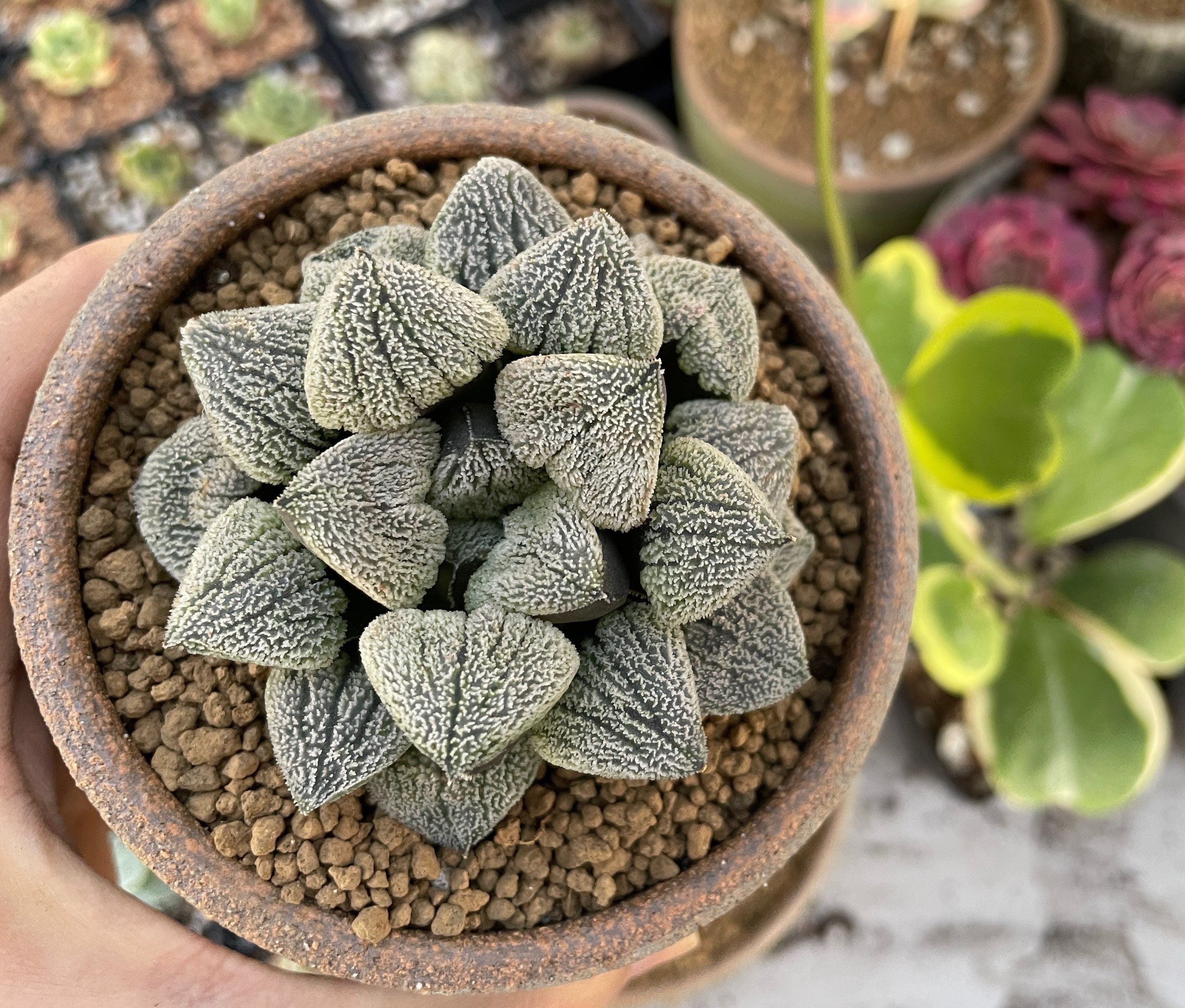 その他多肉植物 Ruschia pygmaea Rare Succulents - Haworthia Pygmaea var. Pygmaea (1.5