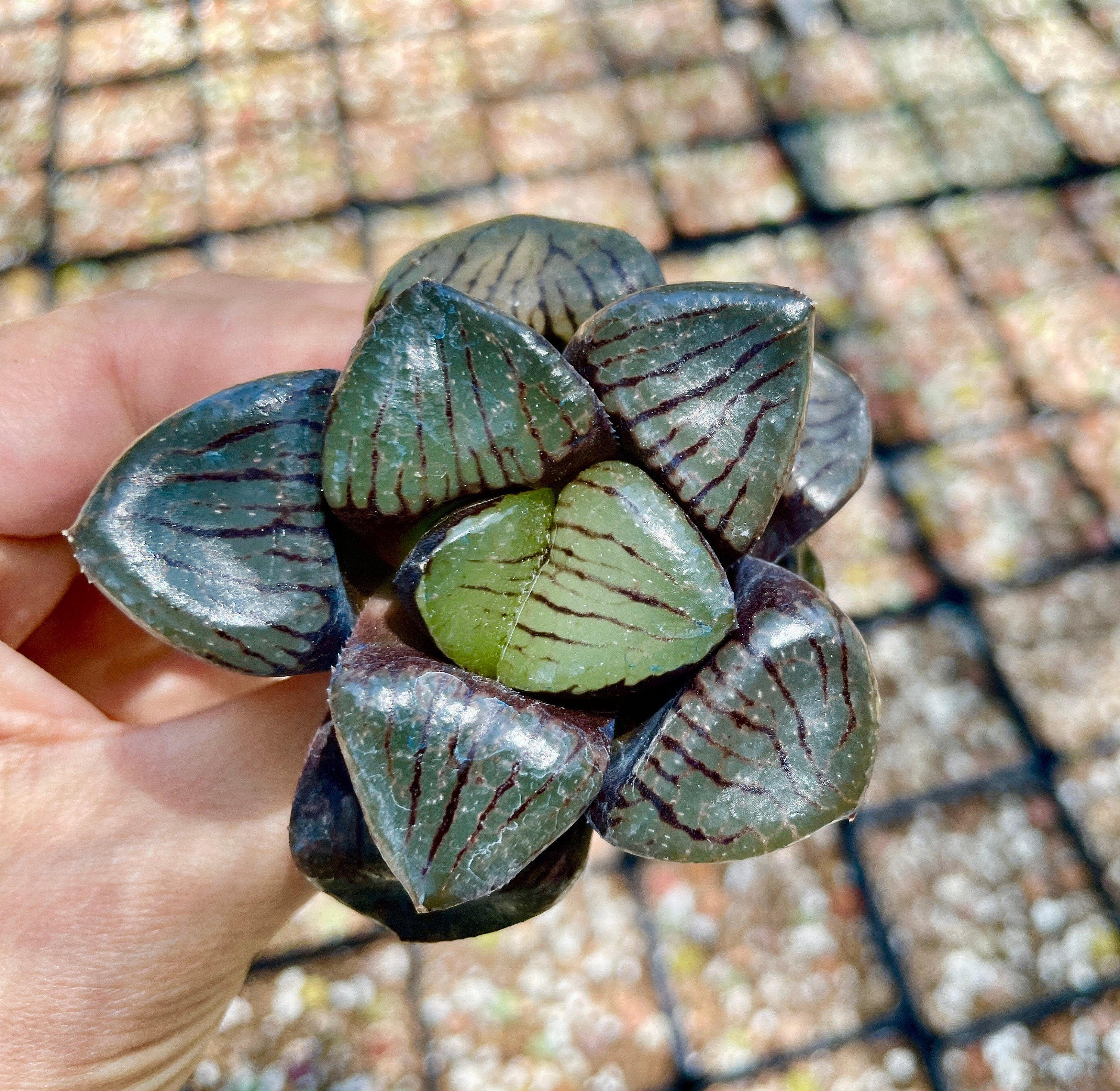 ball succulent plant Rare Succulents