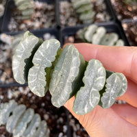 Rare Succulents - Haworthia Truncata Phoenix