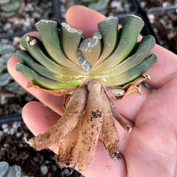 Rare Succulents - Haworthia Truncata Phoenix