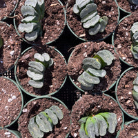 Rare Succulents - Haworthia Truncata Phoenix
