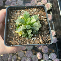 Rare Succulents - Haworthia Variegated Heidelbergensis Single Stem (2")