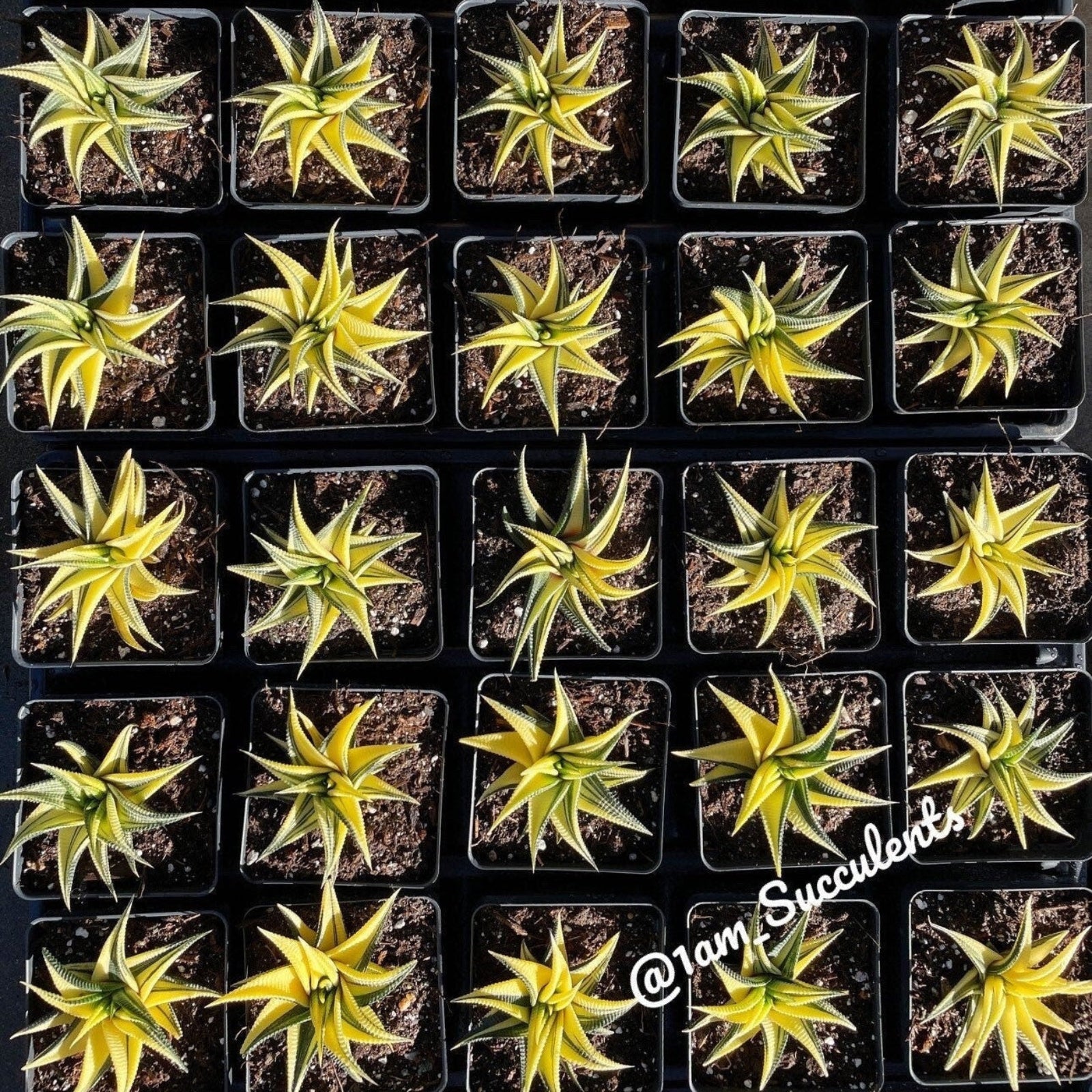 Rare Succulents