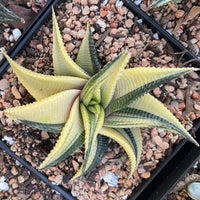 Rare Succulents - Haworthia variegated Limifolia (3.5")
