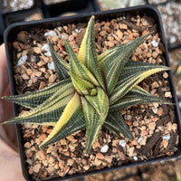 Rare Succulents - Haworthia variegated Limifolia (3.5")