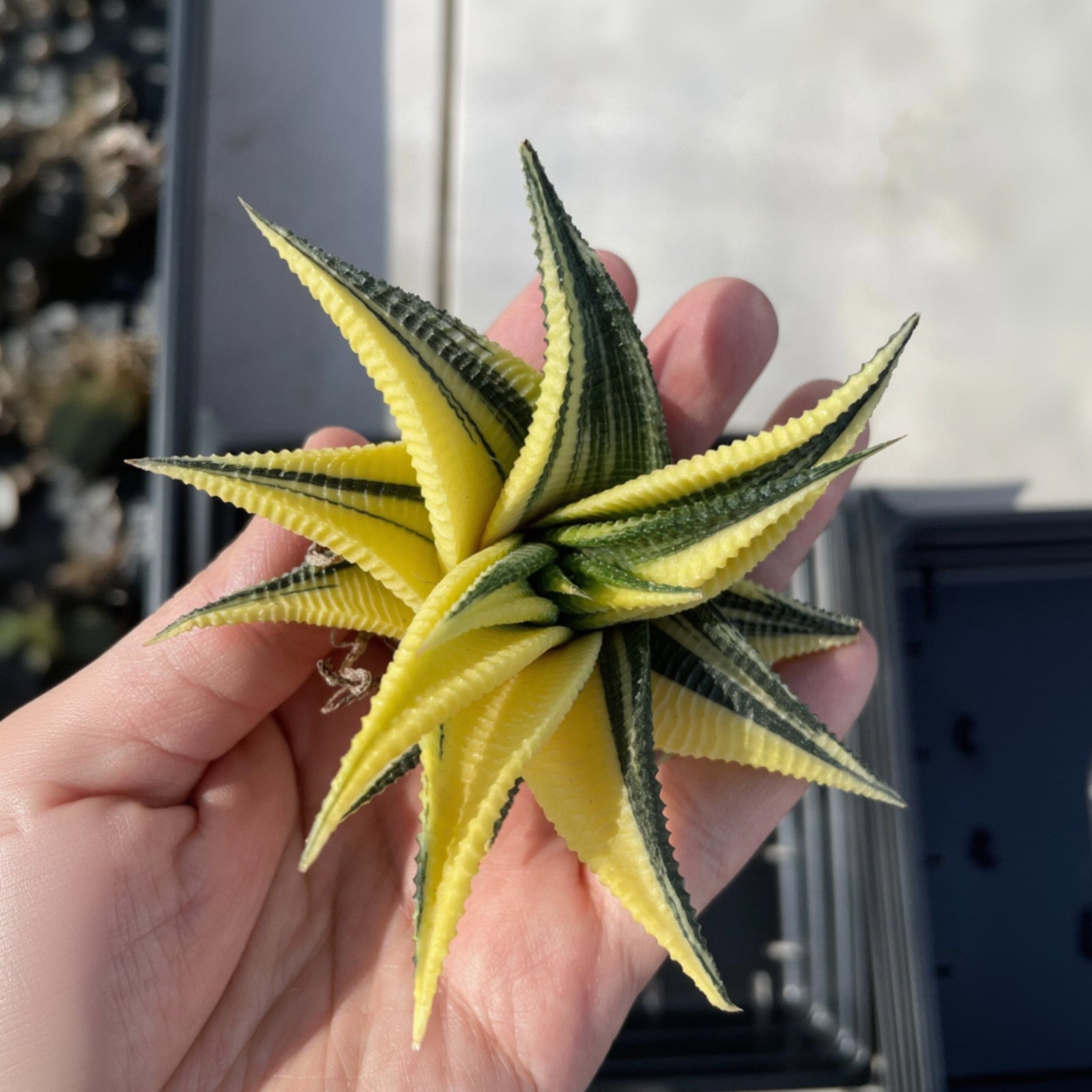 succulent is yellow Rare Succulents